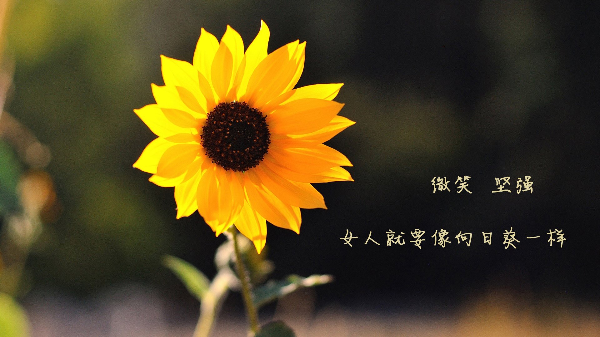 独行侠击退雄鹿，东契奇连续命中五记三分，东契奇31 12 20 独行侠险胜奇才